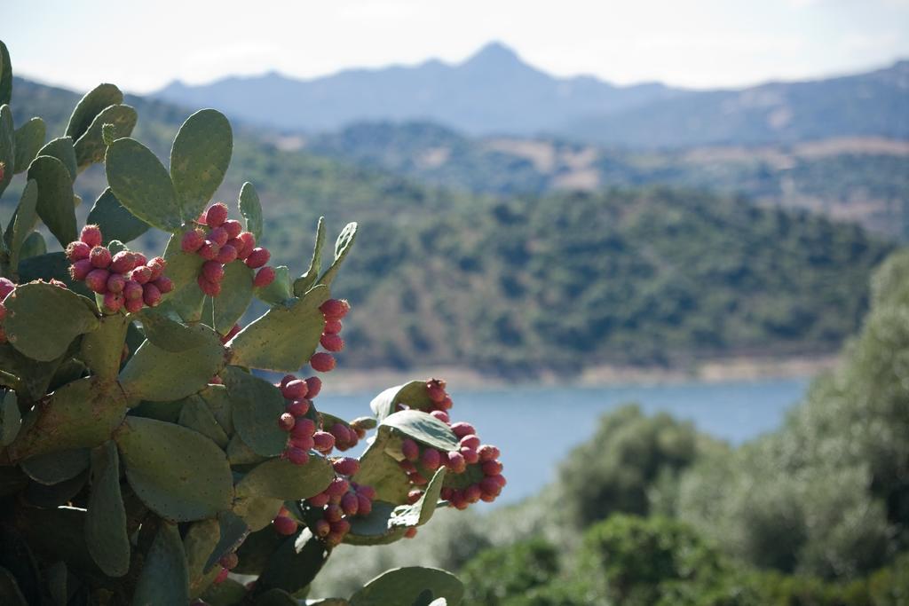 Liscia Country Relais Hostal Sant'Antonio di Gallura Exterior foto